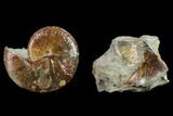 Red Iridescent Ammonite (Hoploscaphites) - South Dakota #131228-2